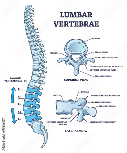 Lumbar vertebrae part of spine and anatomical structure outline diagram. Labeled educational medical scheme with superior, lateral and side view of back bone and skeletal system vector illustration.