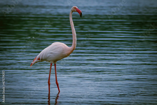 Questo fenicottero solitario in piedi in un lago è una visione di rara bellezza. Il fenicottero è un uccello elegante con piume rosa brillante.