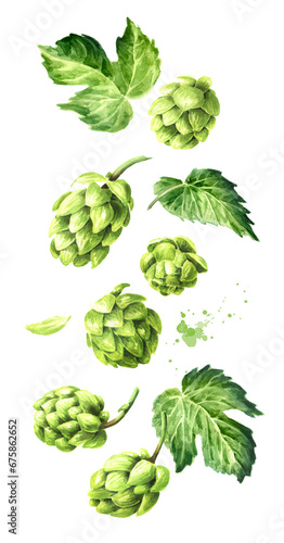Falling Fresh green hops (Humulus lupulus) and hop leaf set. Hand drawn watercolor illustration isolated on white background