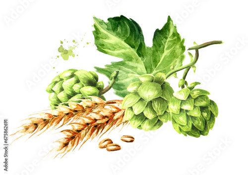 Fresh green hops (Humulus lupulus) and ears of wheat and barley . Hand drawn watercolor illustration isolated on white background
