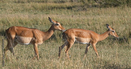 Impala, aepyceros melampus, Herd of Females, Masai Mara Park in Kenya