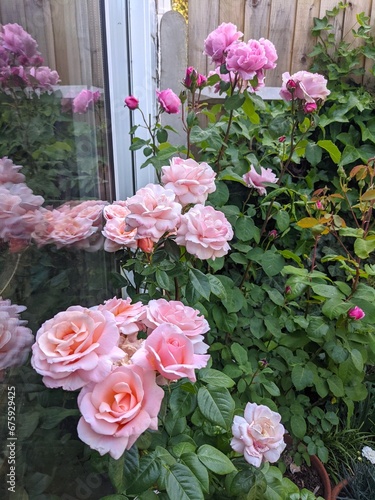 Pink English Princess rose and pink Soeur Emmanuelle French rose