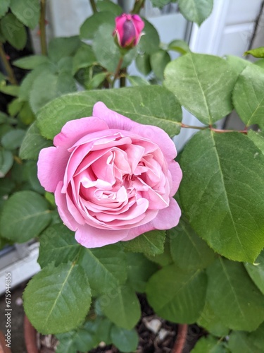 Pink bud of French Soeur Emmanuelle rose