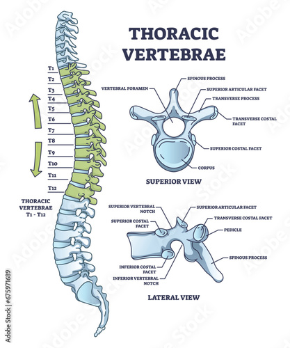 Thoracic vertebrae location and medical structure description outline diagram. Labeled educational scheme with anatomical backbone parts and detailed superior or lateral bone view vector illustration