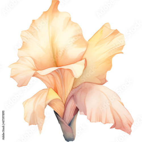 watercolor pale peach color gladiolus flower