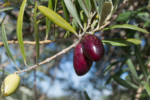 Aceitunas picual maduras en olivar español