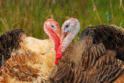 Indyki tworzące serce z głów | Turkeys making heart of their heads