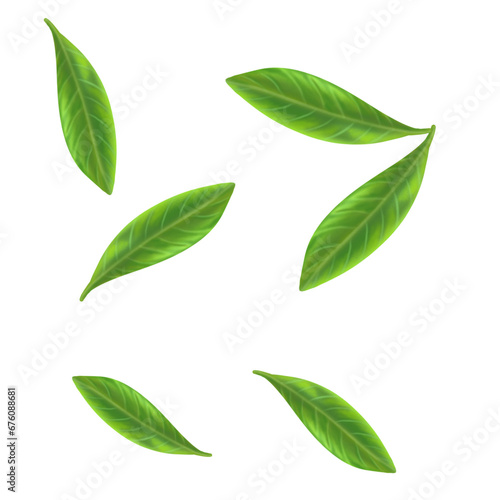 green leaf on a white isolated on transparant background