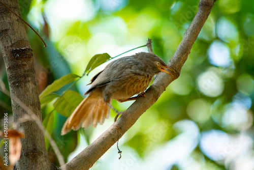 Yellow billed babbler