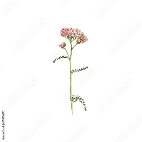 watercolor drawing plant of yarrow with green leaves and flowers, , Achillea millefolium, milfoil isolated at white background, natural element, hand drawn botanical illustration