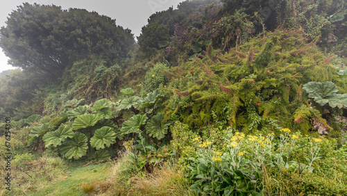 Gunnera manicata near Irazu volcano, Costa Rica