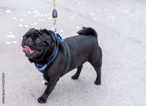 Black dog on orange and blue colors leash, pug breed, with tongue out, on the concrete street. Domestic pet.