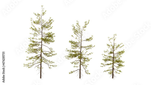 Three tree on transparent background, real tree green leaf isolate die cut png file on isolated background, alpha png