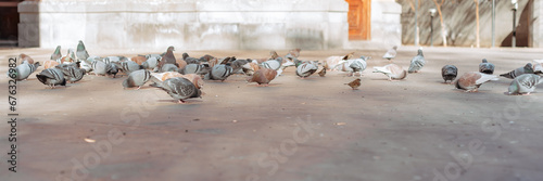 A flock of pigeons walks in a square in the city. City pigeons are walking.