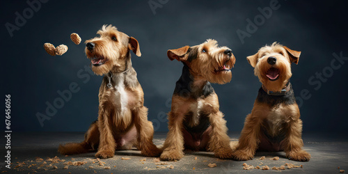 Energetic Airedale Terriers in Action: Catching Treats. 