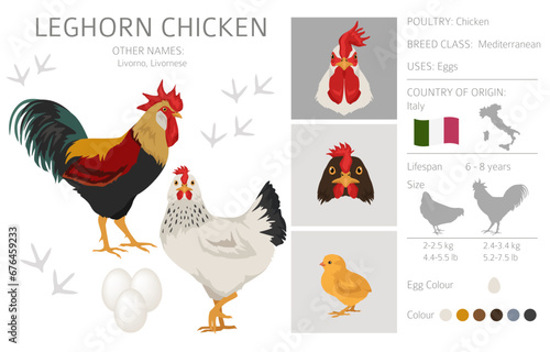 Leghorn Chicken breeds clipart. Poultry and farm animals. Different colors set