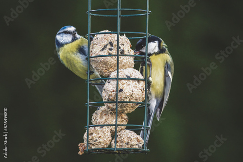 a bluetit and a great tit perching on the bird feeder and pecking on fat balls at a winter day