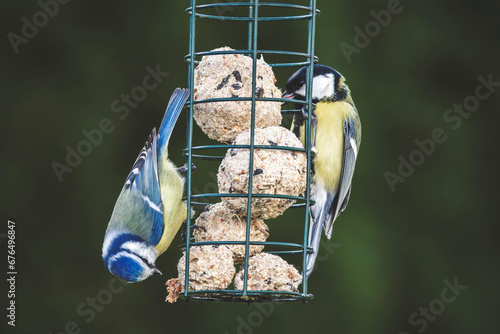 a bluetit and a great tit perching on the bird feeder and pecking on fat balls at a winter day