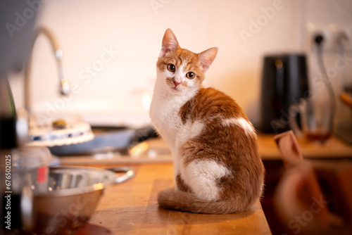 Biało - rudy kotek siedzi na blacie w kuchni