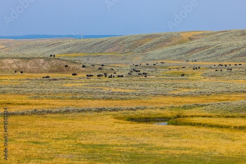 Yellowish field with herds of bison in Yellowstone National Park.
