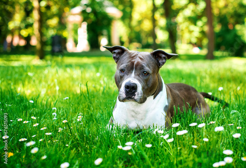 A dog of the American Staffordshire terrier breed lies in the green grass on the background of the park. She has an offended look and a beautiful body. Walking and training. The photo is blurred.