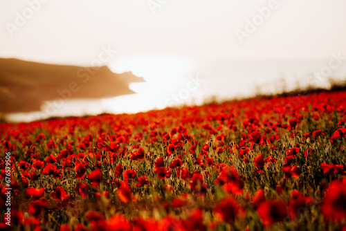 poppy field in sunset