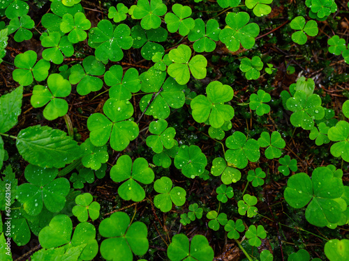 Top view on green shamrocks. Wood sorrel (Oxalis acetosella) closeup. Many trefoils. Water droplets on leaves after rain. Beautiful forest plants. Northern nature. Perfect for a natural background.