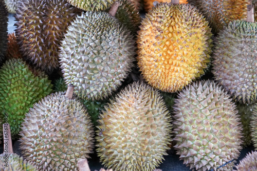Durian is a tropical fruit distinguished by its large size and spiky, hard outer shell. It has a pungent smell, custard-like flesh with large seeds. The durian is the edible fruit of several tree.