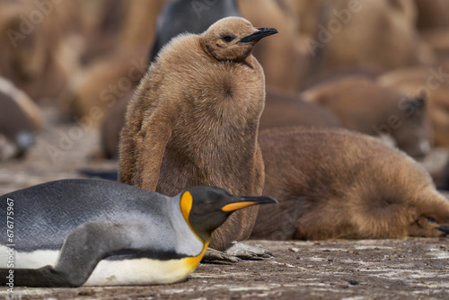 Young King Penguin (Aptenodytes patagonicus) covered in brown fluffy down at Volunteer Point in the Falkland Islands.