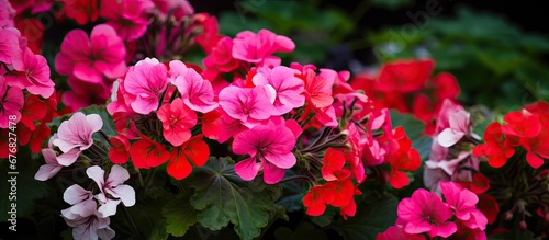 In the lush garden filled with vibrant flowers the botanical enthusiast admired the colorful geraniums and pelargoniums appreciating their beauty against the botanical background