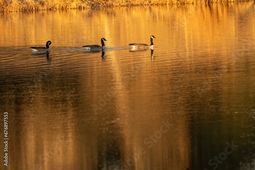 Canada geese (Branta canadensis) on Lodgepole Lake at sunset; Chappell, Nebraska