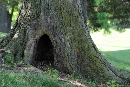 Closeup of a tree trunk with a big hole
