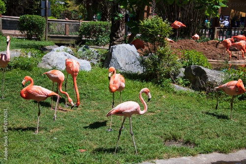 Flamboyant colors of flamingo feeding in the sun at the Botanical Garden