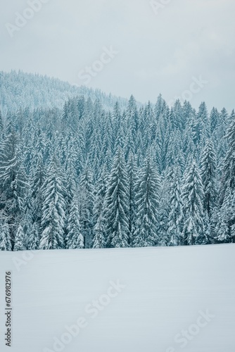 Vertical shot of frozen trees covered in snow in snowy white mountains under a cloudy sky