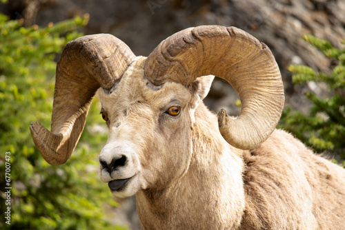 Bighorn Sheep Ram