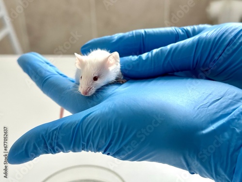 Small experimental mouse is on the laboratory researcher's hand. Concept - laboratory animals, testing drugs, vaccines. Research on laboratory animals