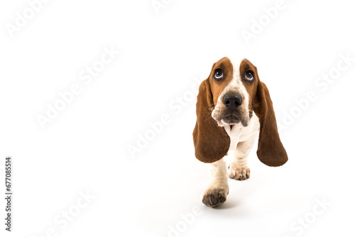 basset hound walking towards you