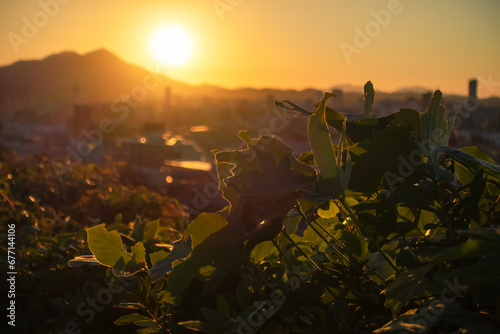 雑草越しの夕暮れ_3_20231030