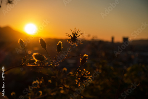 雑草越しの夕暮れ_1_20231030