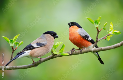 Little birds sitting on branch of tree. Male and Female common bullfinch
