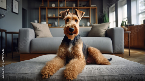 Portrait of a Welsh Terrier dog in an apartment, home interior, love and care, maintenance. Litter