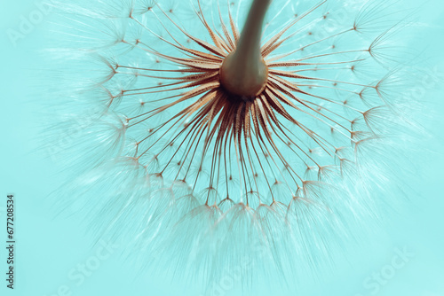 Dandelion on a Turquoise background. Freedom to Wish. Abstract dandelion flower background. Seed macro closeup. Silhouette fluffy flower. Nature background with dandelion. Fragility