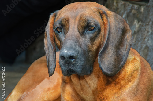 Bavarian Mountain Hound, hunting dog. Portrait with clear details