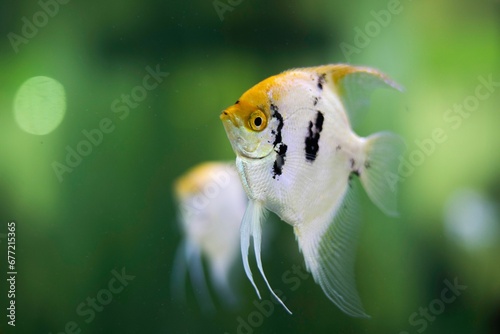 Closeup shot of common angelfishes with green background