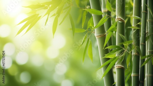 Bamboo forest background, green leaves with space for text.