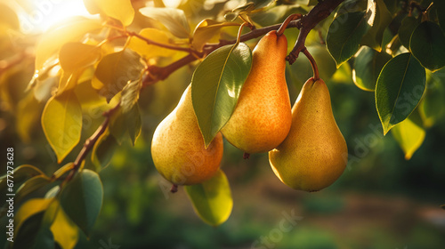 Branch of ripe organic cultivar of pears close-up in the summer garden.Generative AI