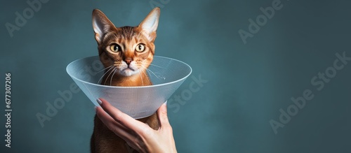 A responsible owner uses a cone on a blue Abyssinian cat for protection and healing vet recommended care promotes fast recovery Pet care and veterinary for healthy animals Copy space image Plac