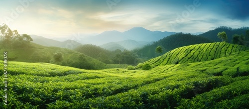 Cameron s tea plantation in Malaysia with blurred foreground Copy space image Place for adding text or design