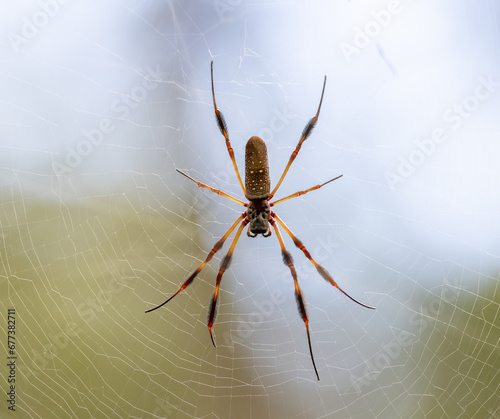 A golden silk spider in its web.