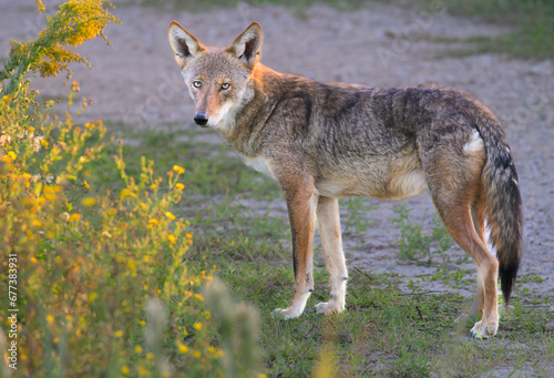 Urban coyote (Canis latrans) on a park trail, Galveston, Texas, USA.